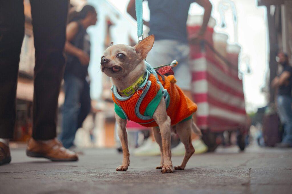 Person measuring a small dog's chest girth for harness fitting