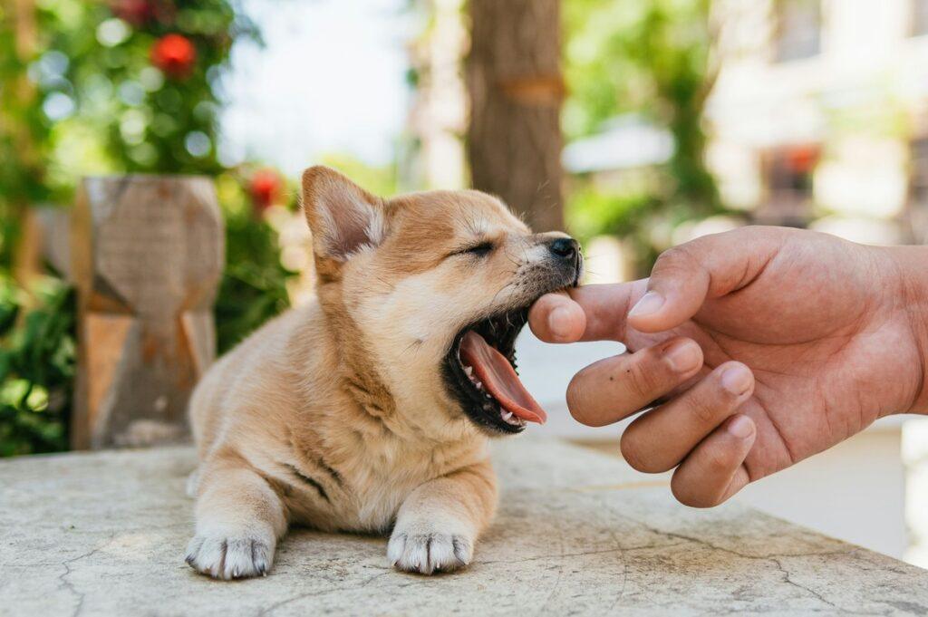 Puppy getting examined for dog health certificate eligibility