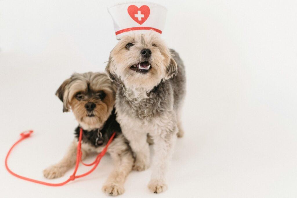 Dog being examined by a veterinarian during a health checkup