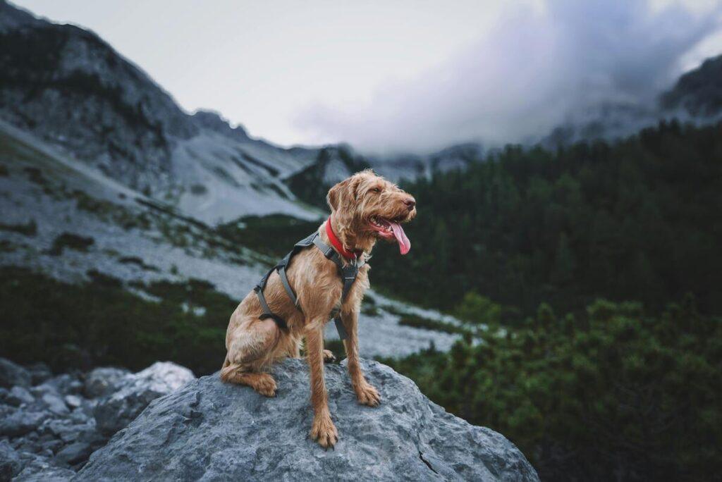 best dog harness for hiking in rocky mountains