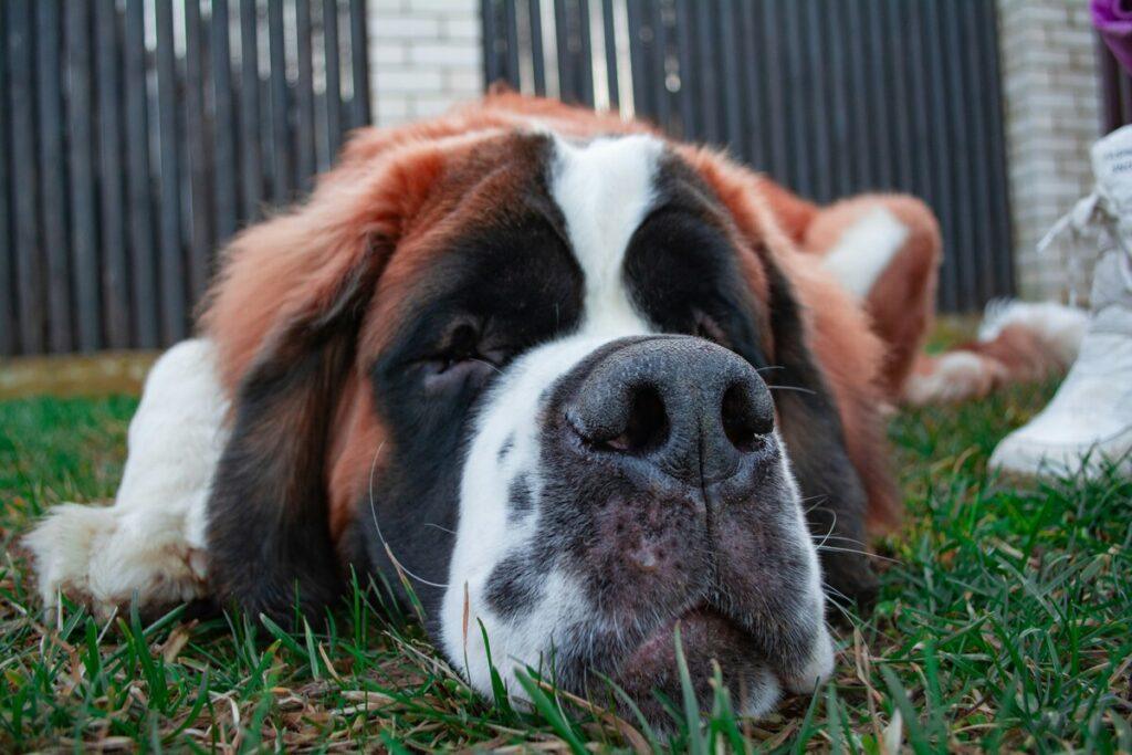 Large dog showing signs of hip discomfort at home