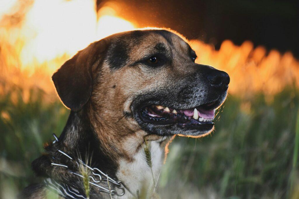Close-up of a dog’s face in front of a sunset, showing healthy skin and fur