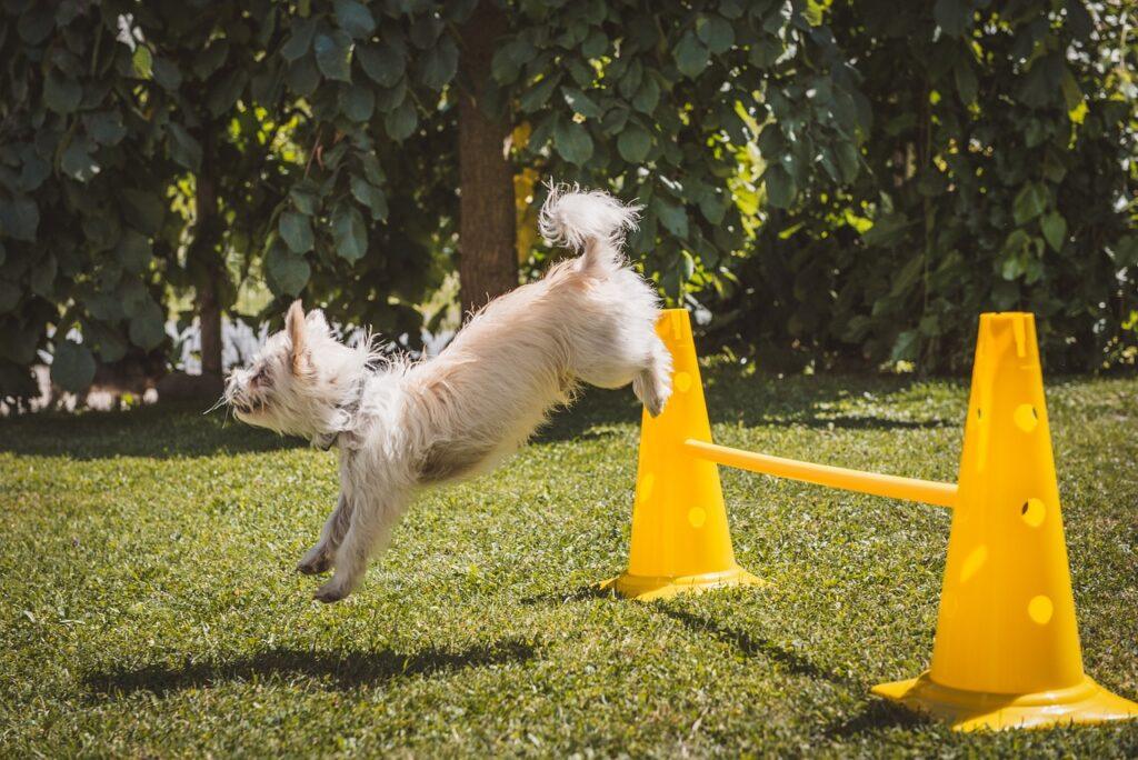 dog jumping over agility obstacle at training camp