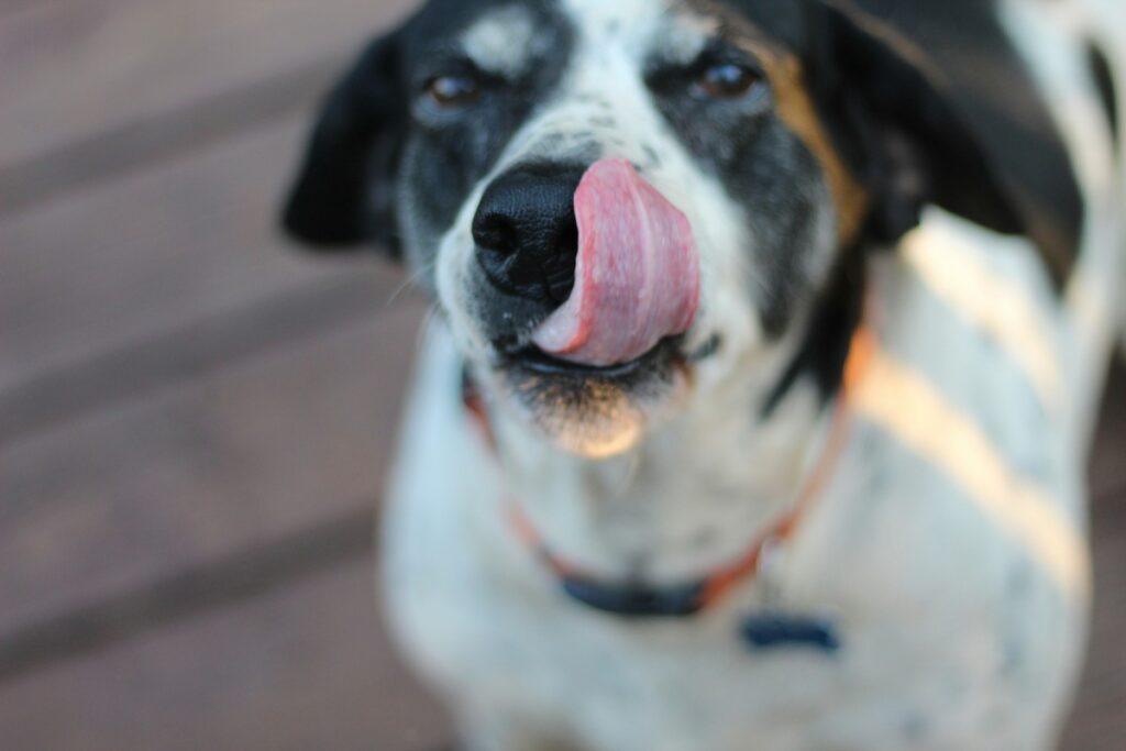 Dog licking its nose in close-up, potentially irritated or itchy