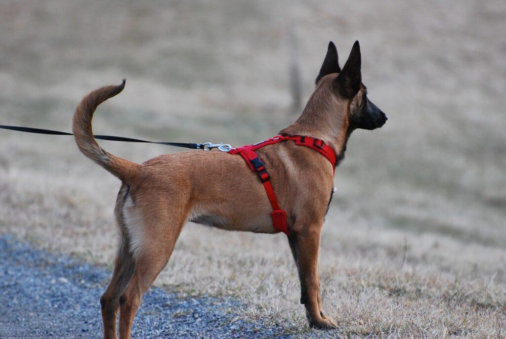 dog lift harness on a working dog outdoors