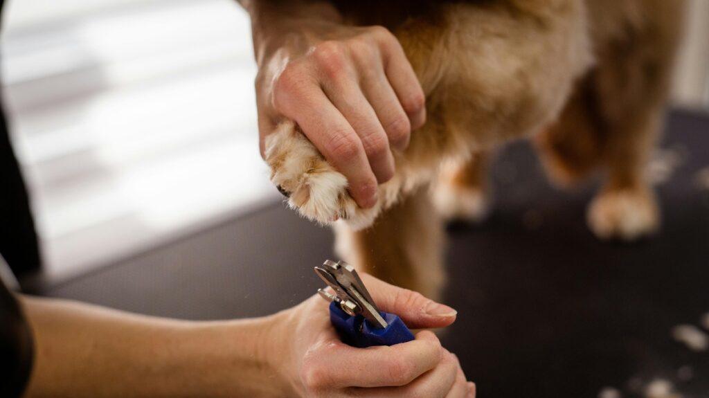 dog nail trimming with clippers – comparison to nail grinders