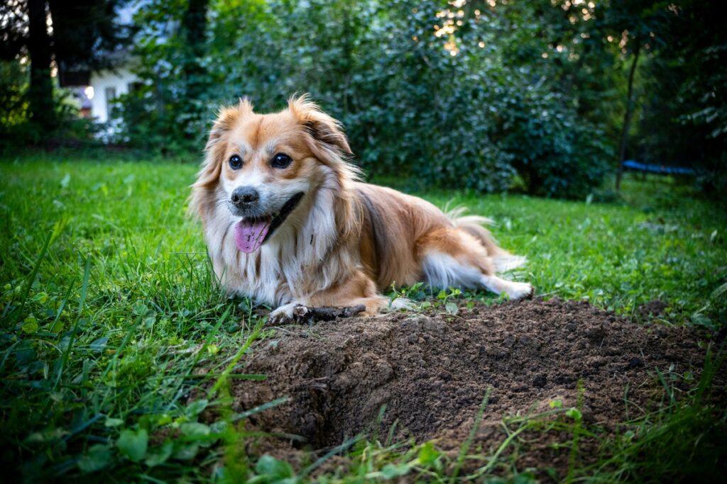 Small white dog digging a hole in sand on a beach