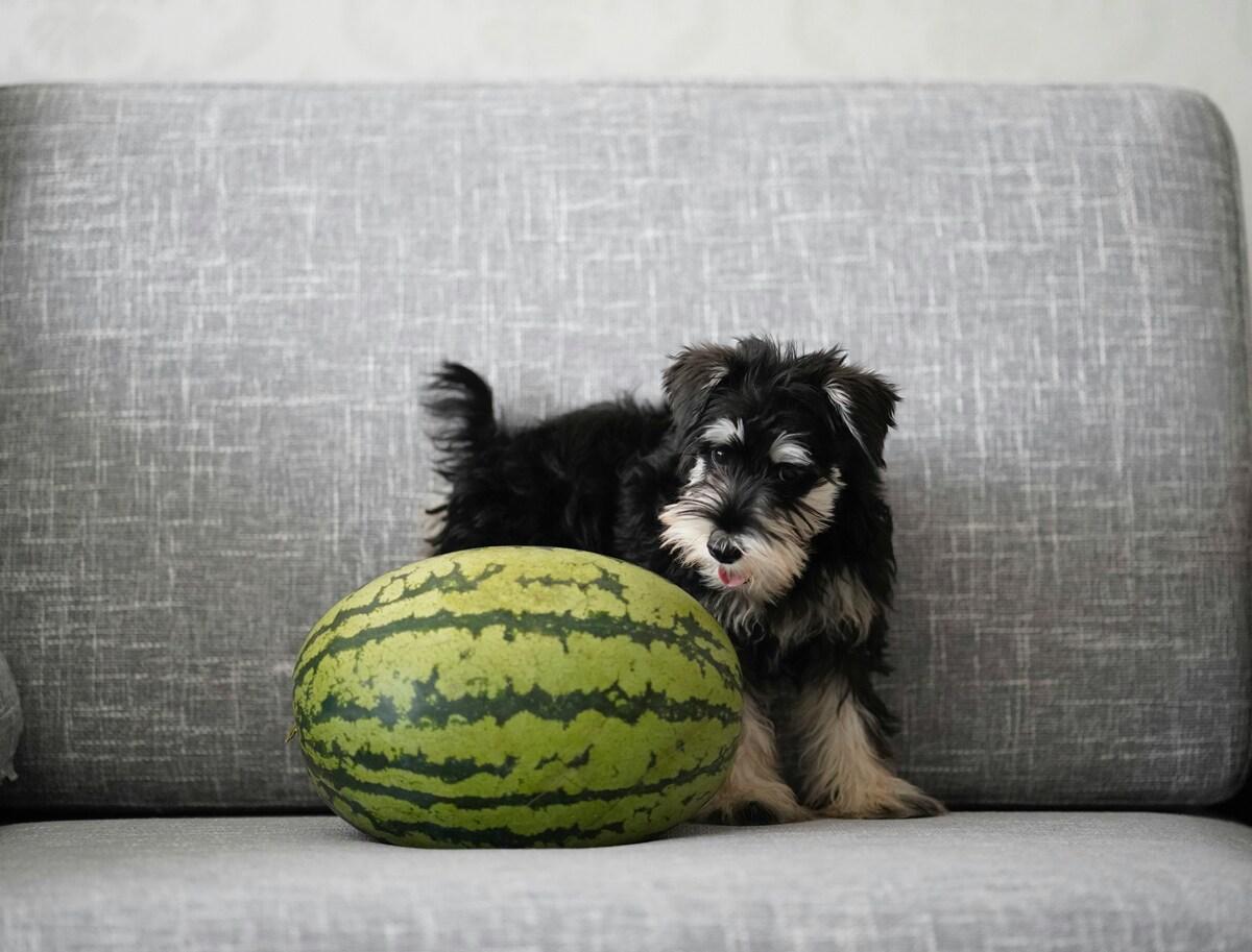 Miniature Schnauzer puppy sitting on a couch next to a whole watermelon