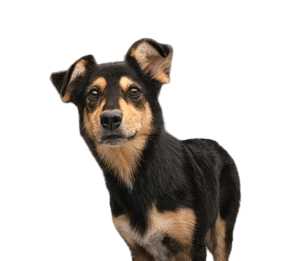 dog-owner-quiz