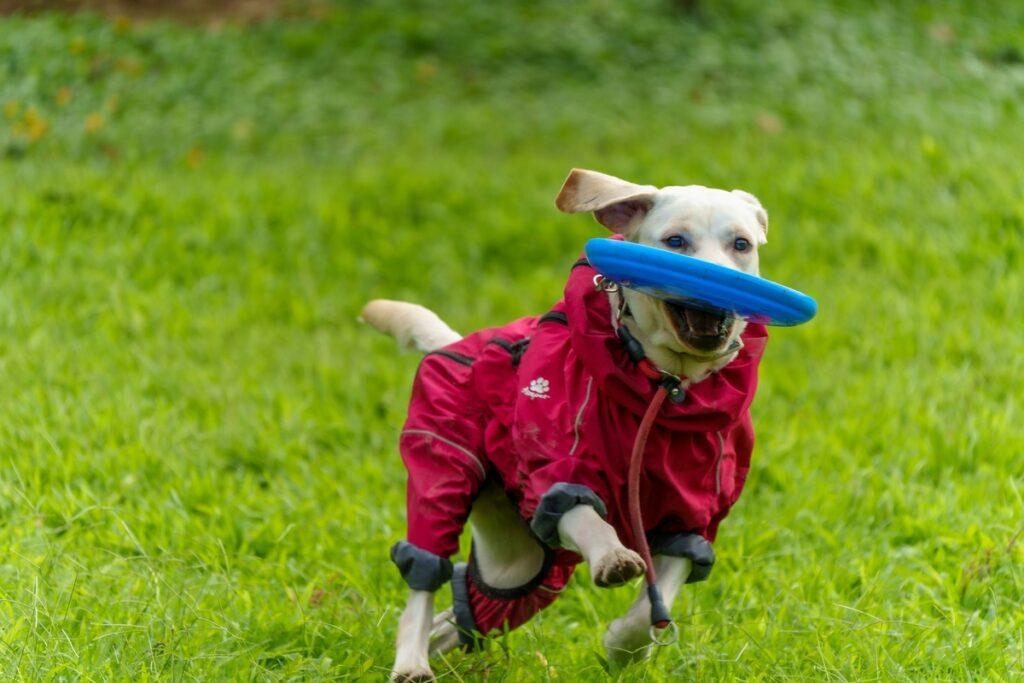 Dog wearing a red raincoat running with a blue frisbee in its mouth