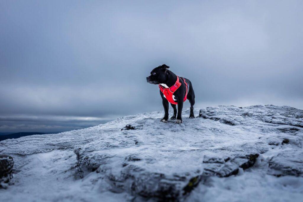 dog in red harness hiking on snow-covered mountain
