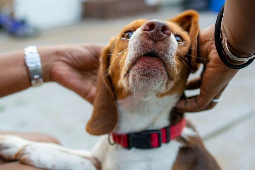 dog itchy ears home remedy