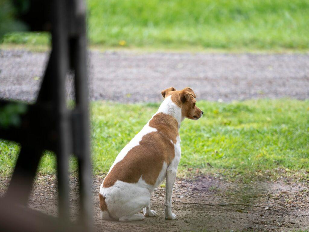 Trained dog sitting calmly for a treat after learning not to jump