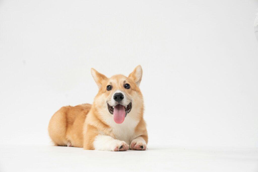 common skin problems in dogs