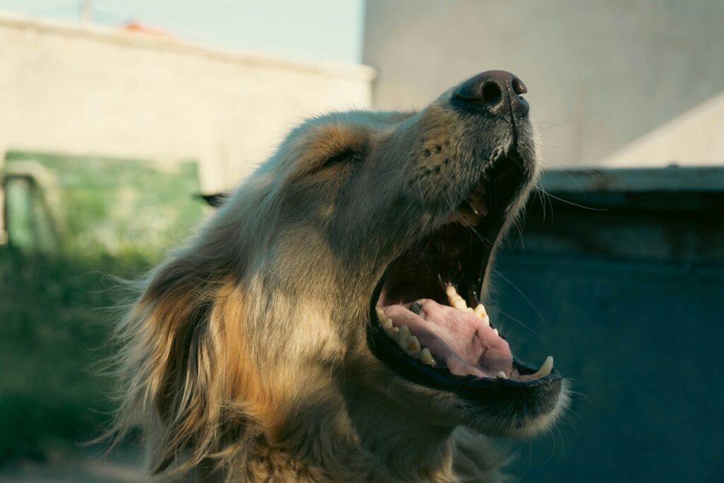 Dog sneezing with mouth open - possible allergy or irritant