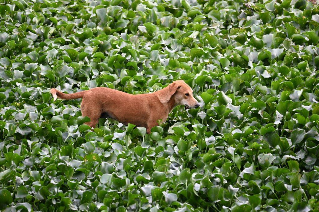 dog standing in lush greenery suggesting natural food like celery