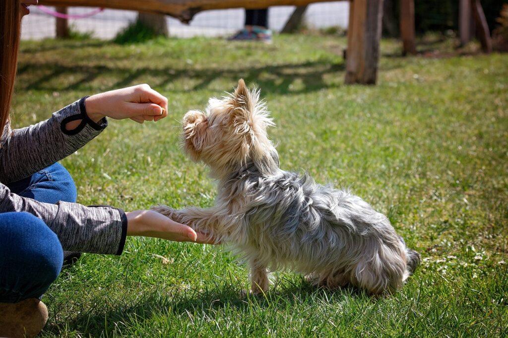 puppy giving paw during dog training camp session outdoors