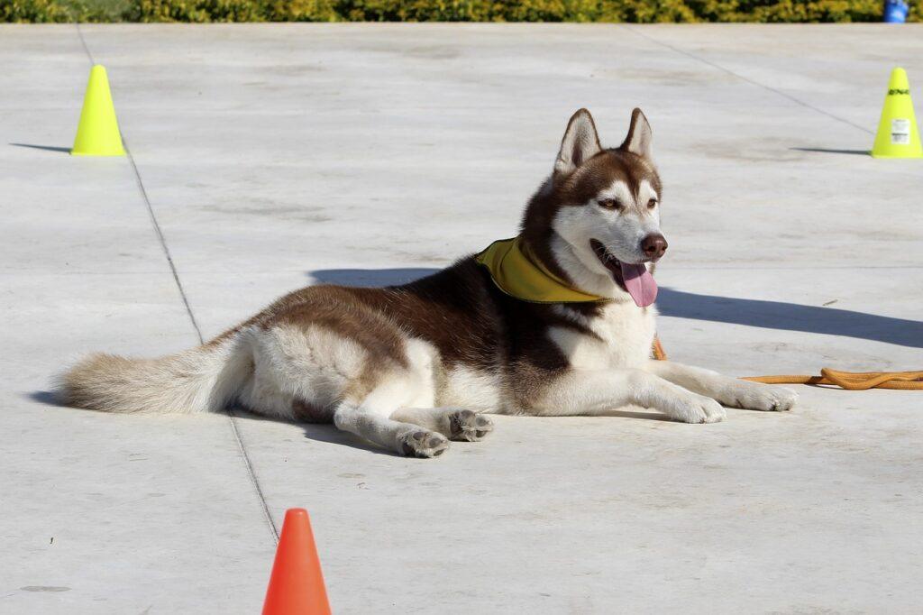 Dog training session with Siberian Husky lying down during obedience practice