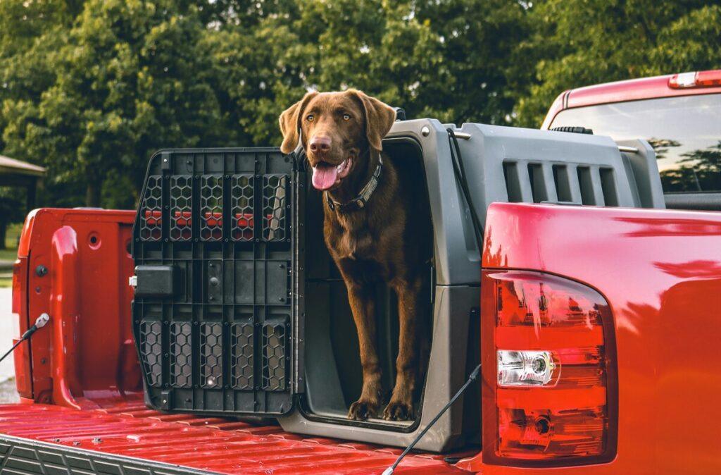 Best dog travel crate for car in a red pickup truck