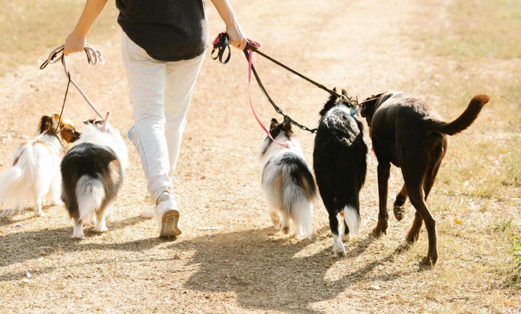 dog walker with multiple therapy dogs on leashes outdoors