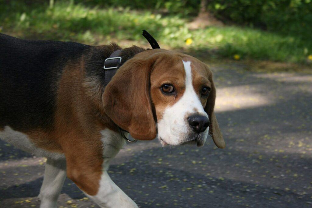 Dog wearing a waterproof Biothane collar while standing outside