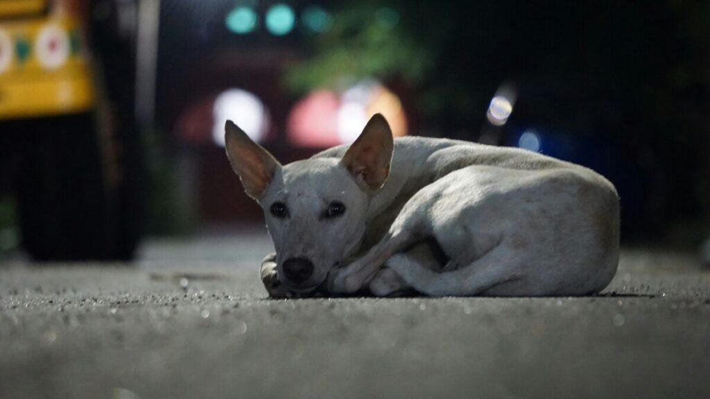 stop dog whining at night - dog whining on street at night