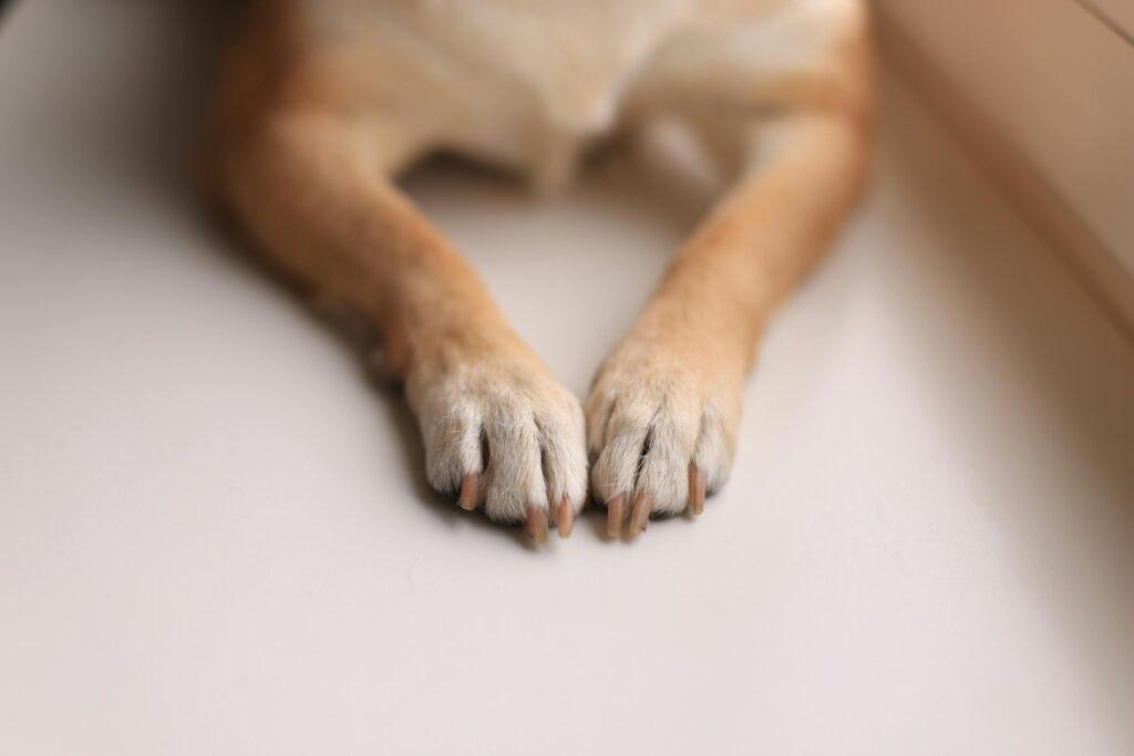 dog with overgrown nails lying on floor – needs nail grinder