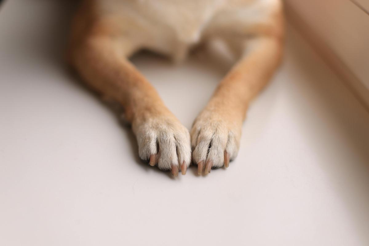 dog with overgrown nails lying on floor – needs nail grinder