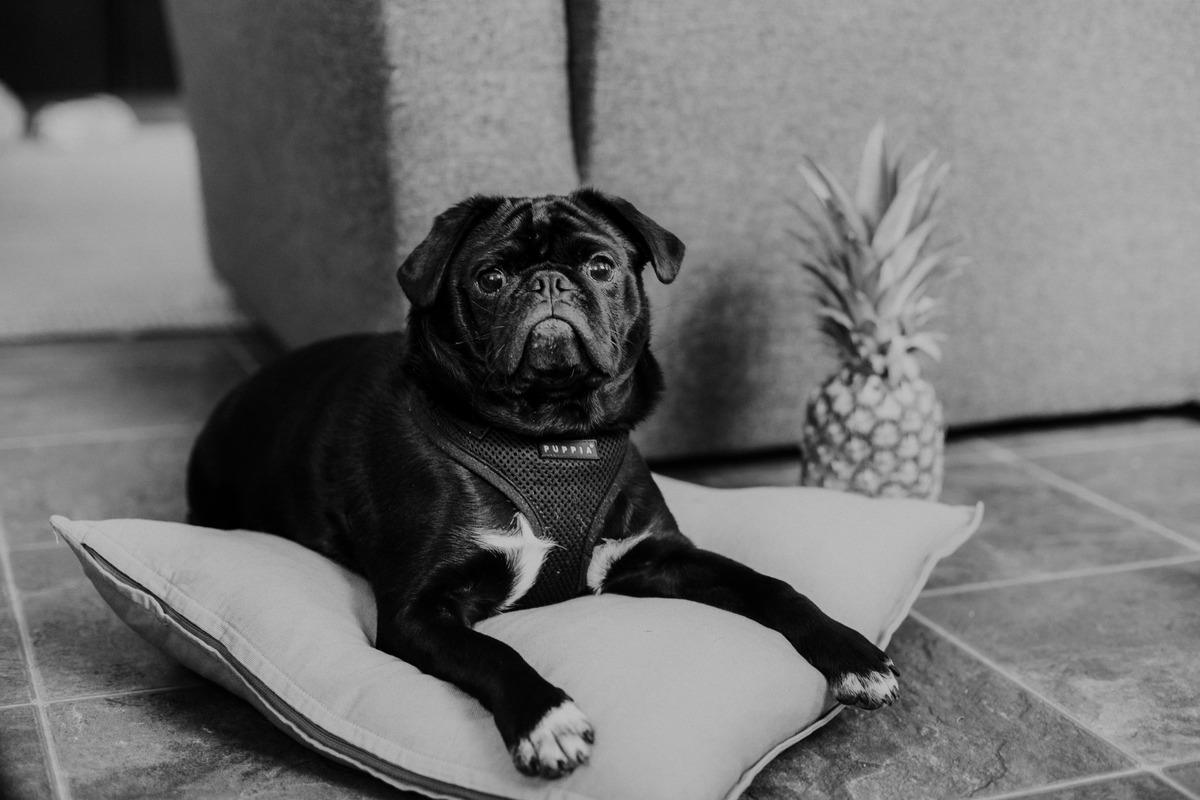 Black pug dog lying on a cushion with a whole pineapple in the background