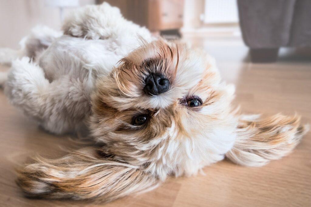 Happy small dog lying down - best dog breeds for first time owners