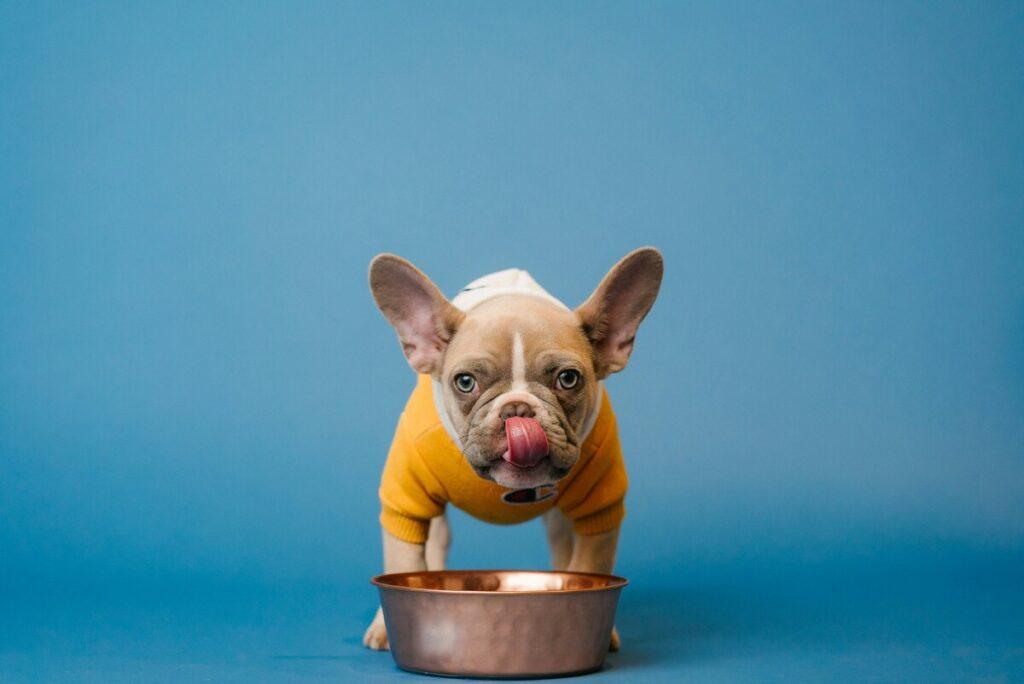 Dog eating grain-free dry food from a stainless bowl