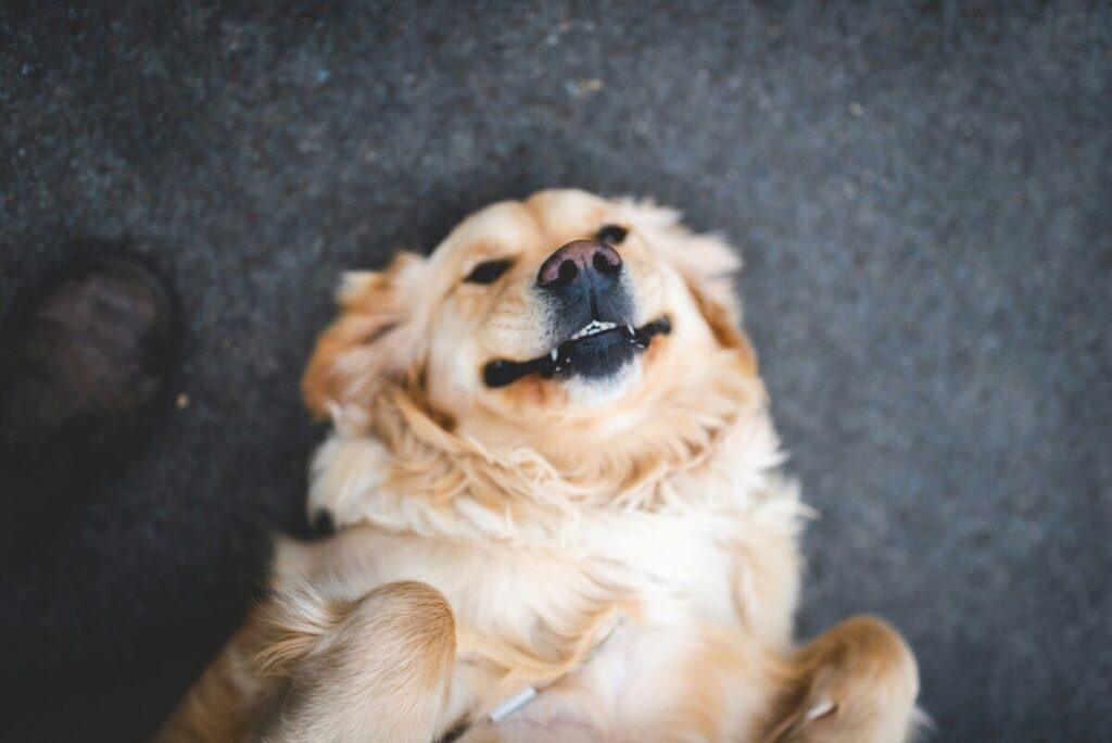 happy golden retriever showing signs of good gut health