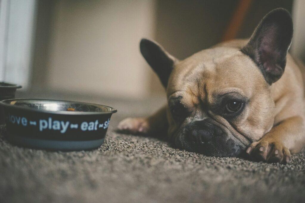 grain-free dog food benefits for dogs
