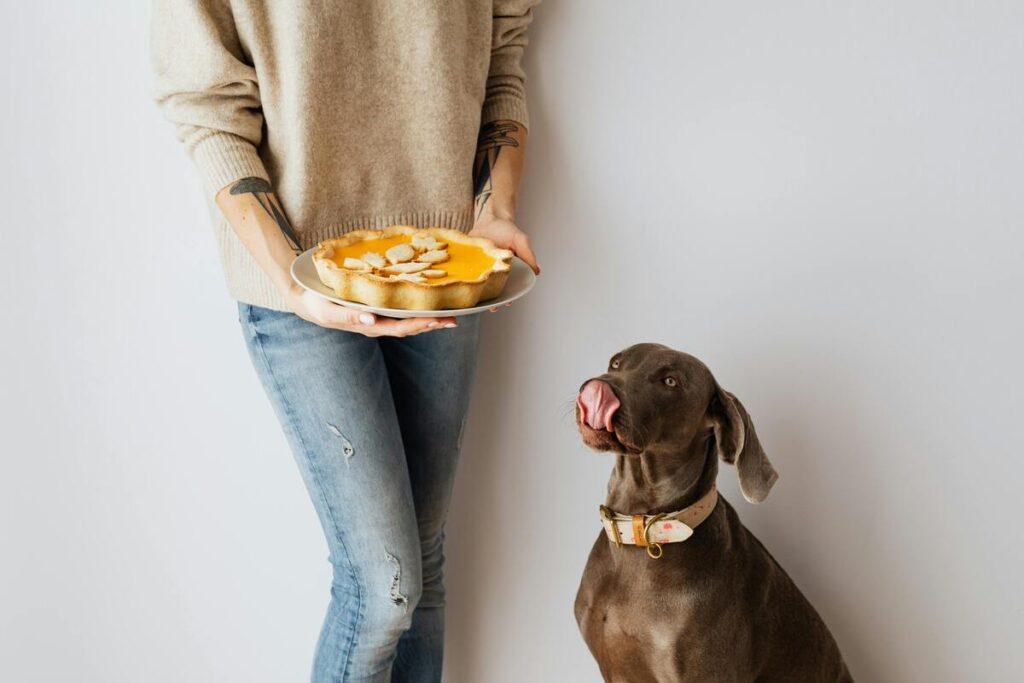 woman holding homemade dog food pie while dog licks lips