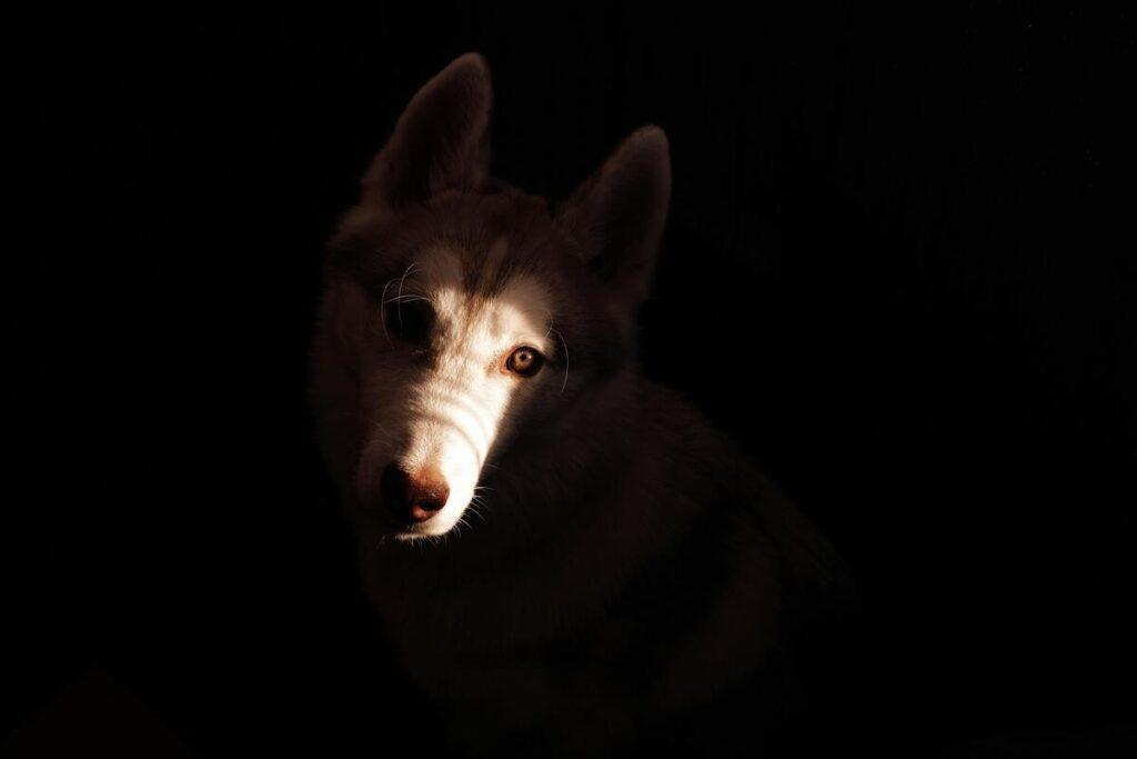 husky dog whining at night in low light