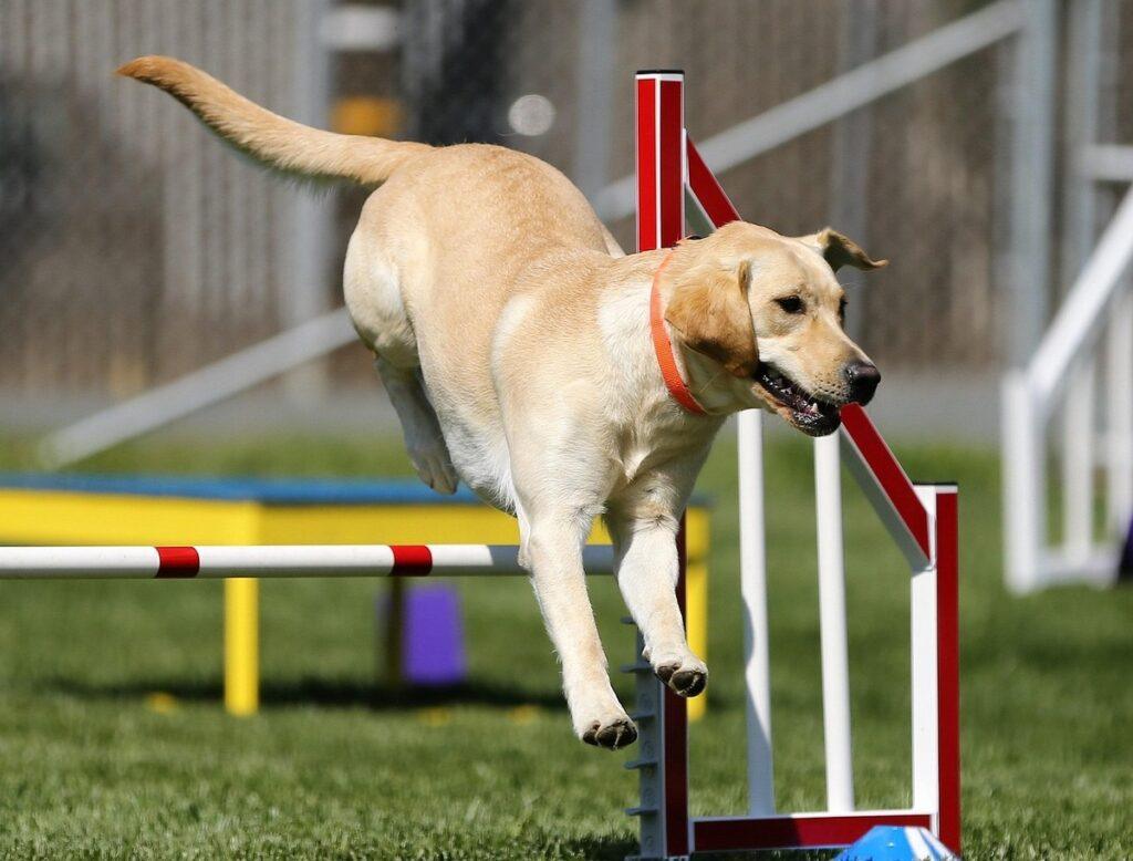 Labrador using best dog training collar while jumping