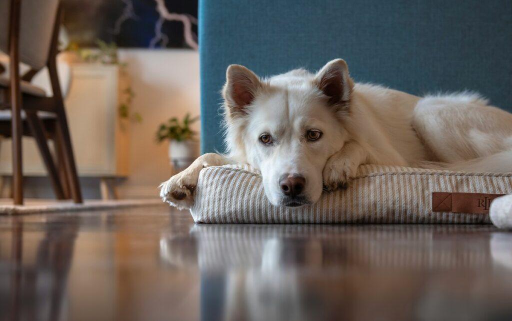 white dog resting on elevated cooling dog bed