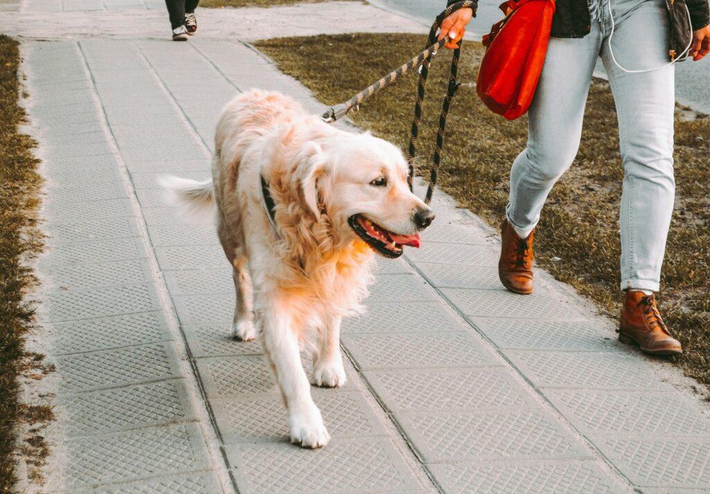 golden retriever leash training no-pull harness