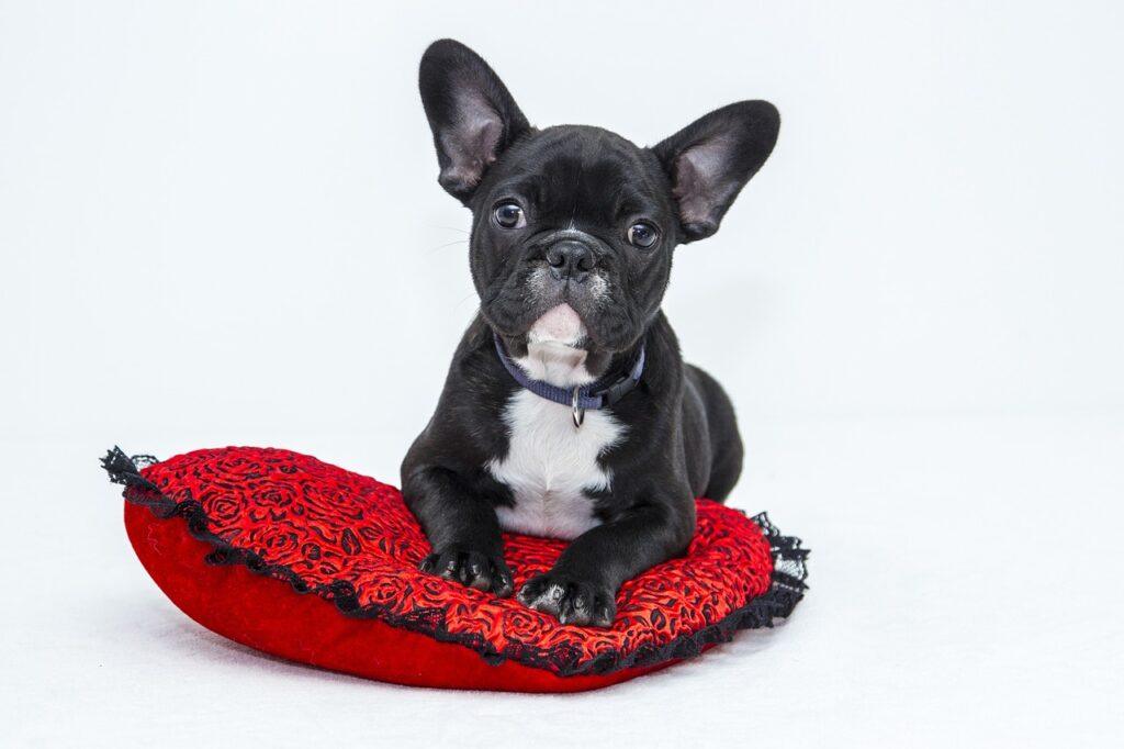 black french bulldog on red heart-shaped pillow for mental health support