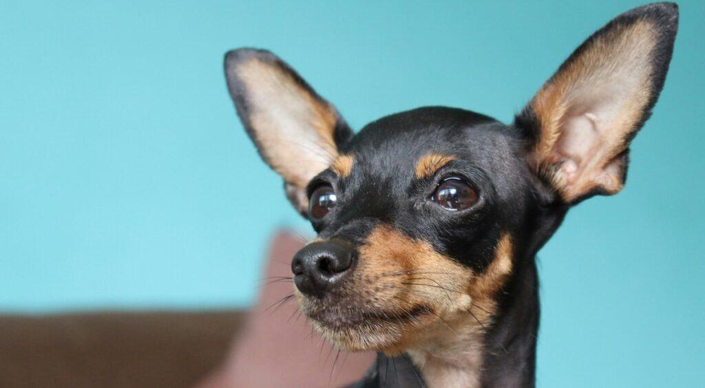 home remedy for dog itchy ears