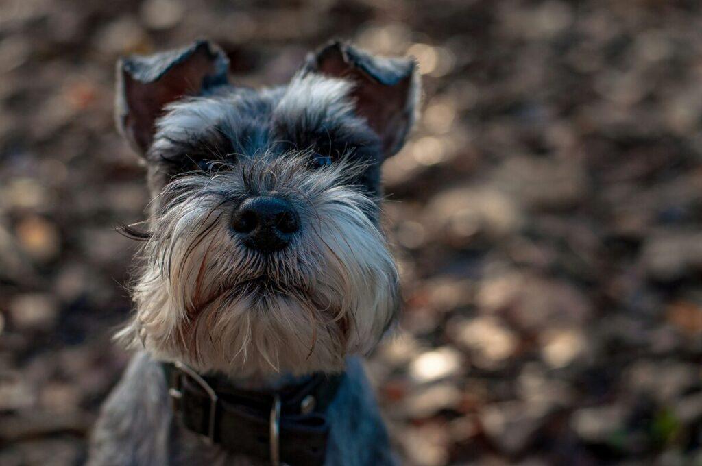 Miniature Schnauzer watching over yard alertly