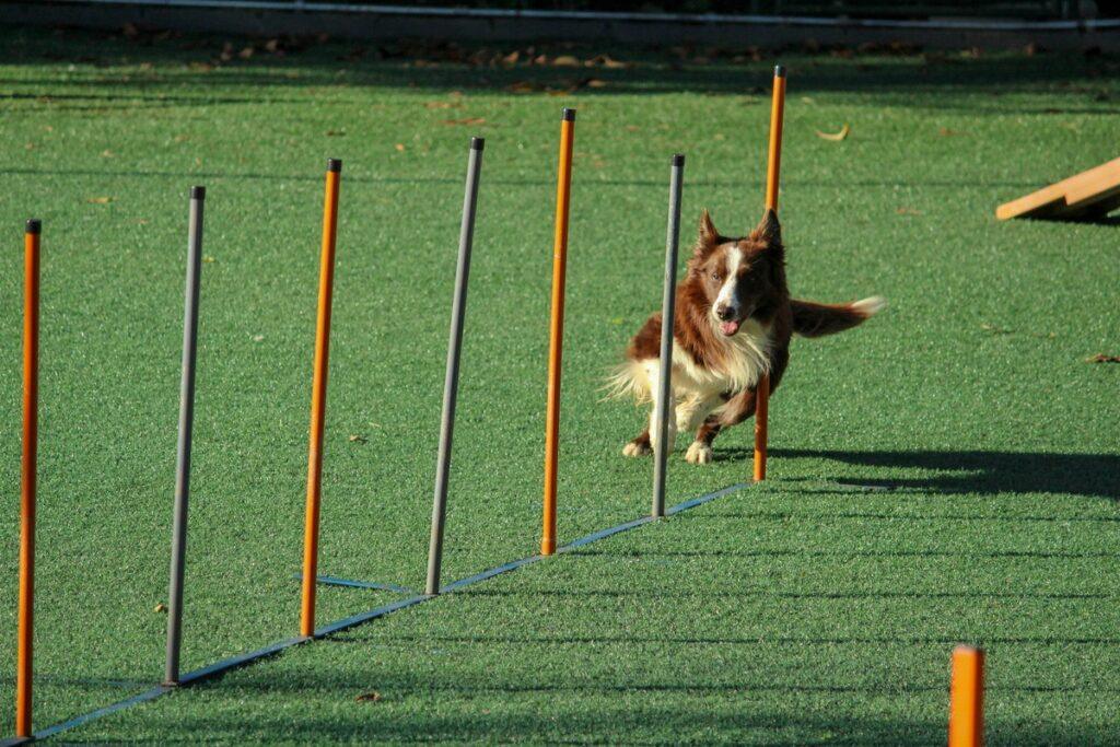 Happy dog obeying commands during training session