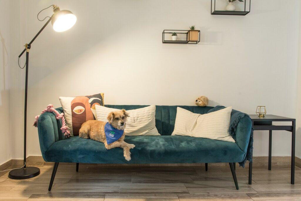 Dog relaxing on a couch with calm expressio