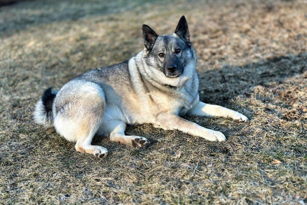 Norwegian Elkhound lying down on dry grass looking at the camera