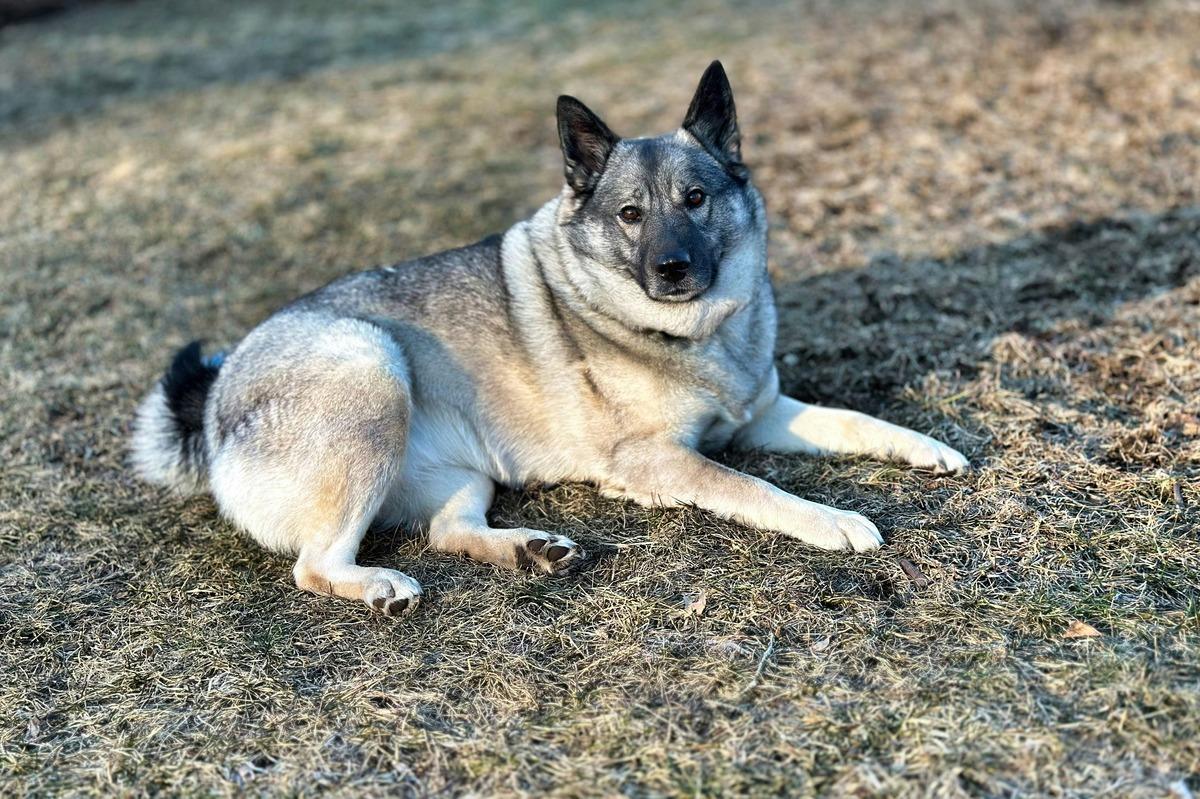 Norwegian Elkhound lying down on dry grass looking at the camera