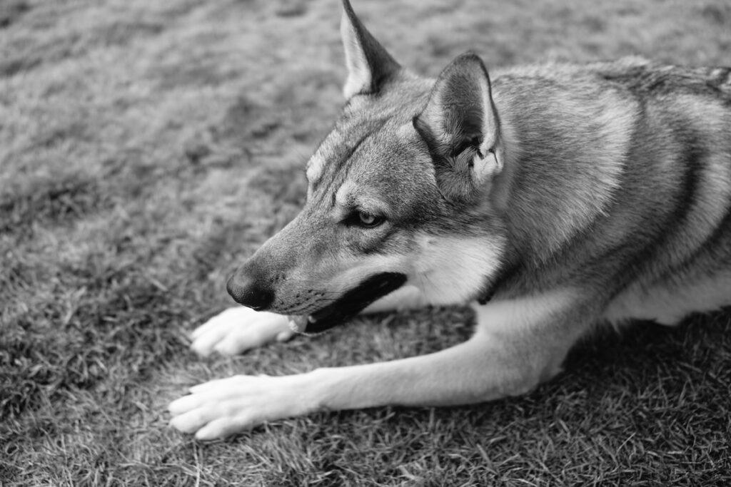 Close-up of Norwegian Elkhound lying down, side profile, intense expression