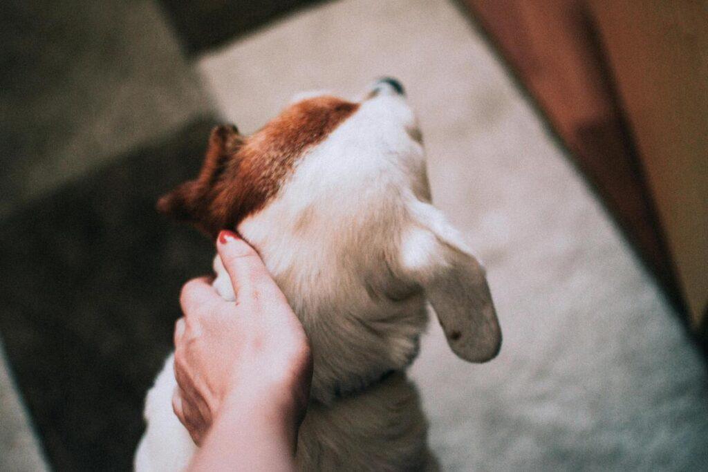 petting a dog gently near its ear with possible hematoma