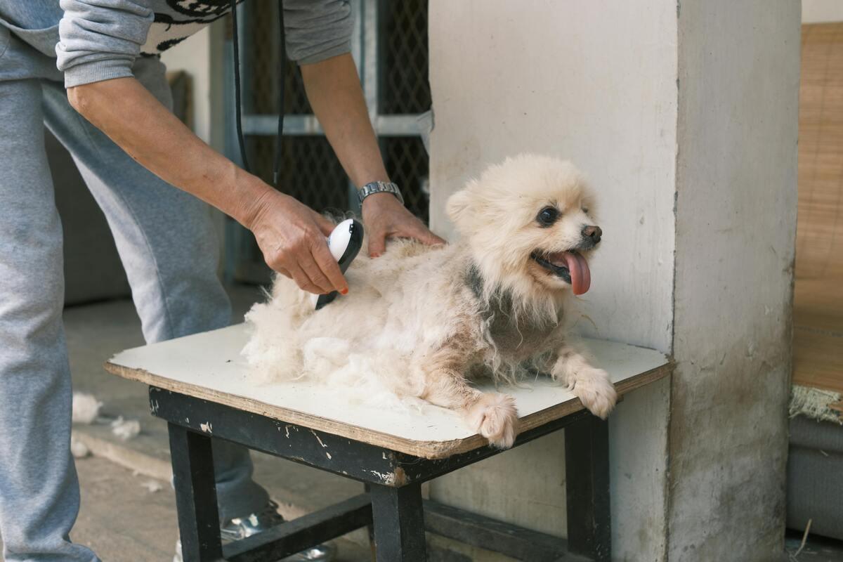 Pomeranian dog being trimmed with electric clippers on grooming table