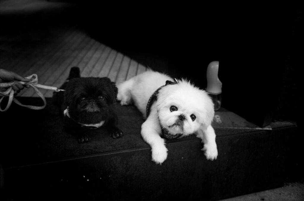 hypoallergenic dog breeds for families -Poodle and Bichon Frise
