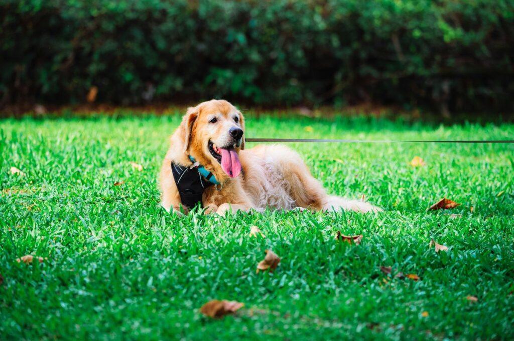 Happy Labrador Retriever sitting in a sunny park